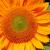 November
Sunflower