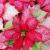 December
Poinsetta