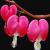 February
Bleeding Hearts