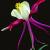 March
Columbine