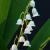 April
Lilies of the Valley