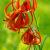 May
Turk's Cap Lily