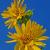 June
Maximilian Sunflower