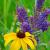 July
Black Eyed Susan and Lead Plant