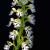 August
White Fringed Orchid - Endangered