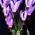 September
Shooting Stars
