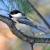 Jaunuary
Chickadee