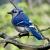 February
Blue Jay