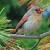 November
Cardinal - Female