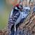 December
Downy Woodpecker - Male