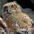 March
Great Horned Owl - Owlet