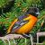 April
Baltimore Oriole