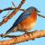 May
Bluebird - Male