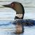 June
Common Loon