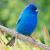 July
Indigo Bunting