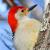 August
Red-Bellied Woodpecker