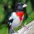 September
Rose Breasted Grosbeak