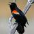 October
Red-Winged Blackbird
