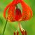 February - Turk's Cap Lily
