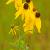 November - Prairie Cone Flower