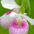 July - Show Lady Slippers