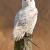 January - Snowy Owl