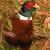 October - Ringneck Pheasant