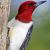 November - Red-headed Woodpecker