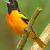 December - Baltimore Oriole