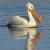 April - White Pelican