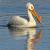 April - White Pelican