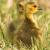 May - Canada Goose Gosling