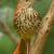 July - Brown Thrasher