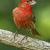 September - House Finch