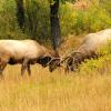 Elk Fight