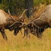 Elk Fight