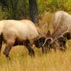 Elk Fight