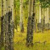 Aspen Damaged By Elk