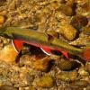 Cut Throat Trout in Sprague Lake