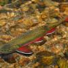 Cut Throat Trout in Sprague Lake