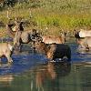 Elk Herd at Horseshoe Park