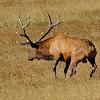 Bull Elk Bluff Charging