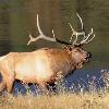 Bull Elk Bugling at Horseshoe Park