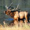 Bull Elk Bugling at Horseshoe Park