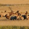 Bull Elk with Cows