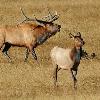 Elk Bugling to Cow