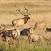 Bull Elk Keeping a Watchful Eye