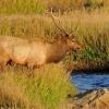 Young Bull Elk Thinking about Stealing Cows