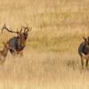 Bull Elk Rounding Up Cow and Calf