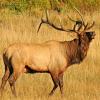 Bull Elk in Moraine Park